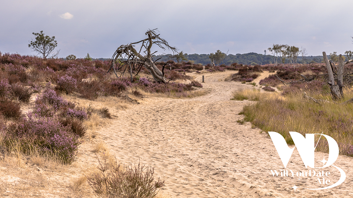 Wandeling voor Singles op de Kalmthoutse Heide