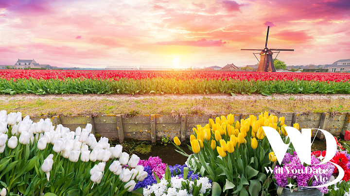 Daguitstap naar Keukenhof 2 mei 2025