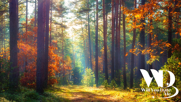 Wandeling voor Singles in de Lembeekse Bossen